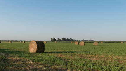 Alfalfa bales, rolls in the field on green grass and trees on the horizon