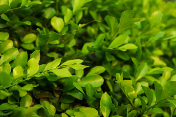 Green leaf texture background, Nature