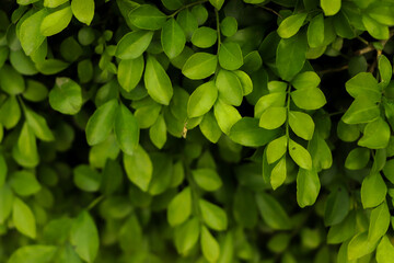 Green leaf texture,Green leaves pattern background.Natural background and wallpaper.