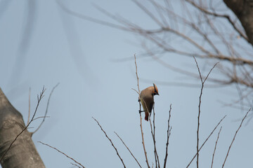Japanese waxwing