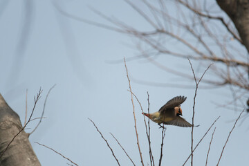 Japanese waxwing flying