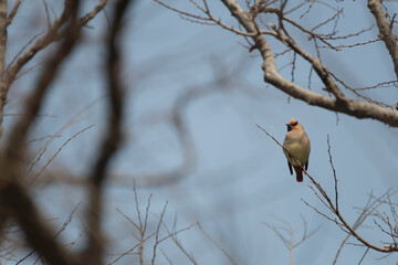 Japanese waxwing