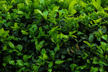 Fototapeta na wymiar Green leaf background in nature