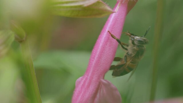 Close up season beautiful beauty bumble bee pollination pink plant
