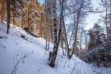 winter forest with rocks in the snow