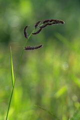 grass in the morning