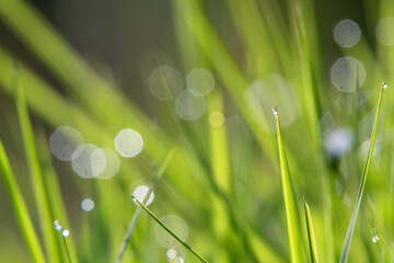 Fototapeta premium dew drops on grass
