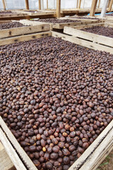 Coffee beans drying in the sun              