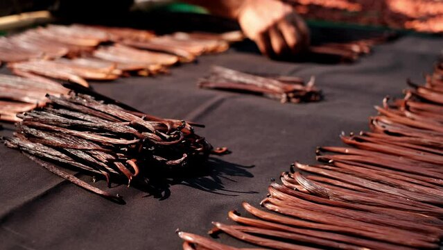 Vanilla Planifolia pods ,Bourbon Vanilla Dark brown black ,(vanilla bean, pod) in the curing ferments process for grading vanilla flavor.