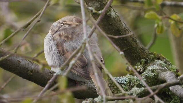 Haussperling (Passer domesticus) 