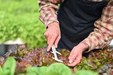 Cropped shot of farmer using a vernier caliper, checking quality of organic vegetables in greenhouse before harvesting