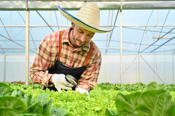 Obraz premium Image of farmer with magnifying glass checking plants in hydroponic greenhouse. Agricultural business concept