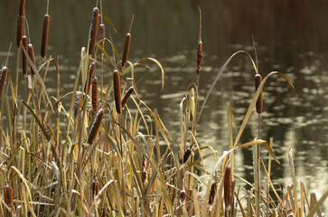Autumn landscape with cattails covered with the first snow on the shore of a pond with a shiny background