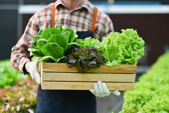 Farmer holding wooden crate full of fresh organic vegetables from farm. Agriculture business concept