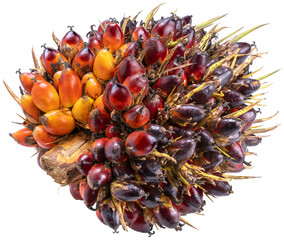 Palm oil fruits  on the white background PNG File.