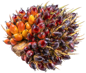 Palm oil fruits  on the white background PNG File.