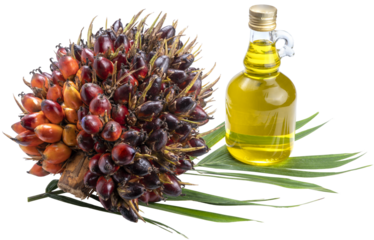 Fresh palm fruits and cooking oil in glass bottles, Palm oil on a palm leaves isolated on green Background PNG File.
