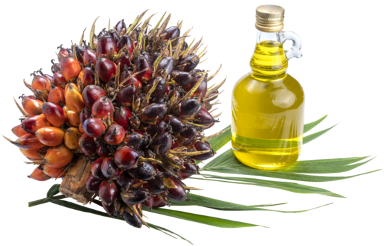 Fresh palm fruits and cooking oil in glass bottles, Palm oil on a palm leaves isolated on green Background PNG File.