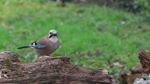 Eichelh&auml;her (Garrulus glandarius) 