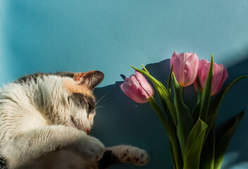 cute kitty playing with beautiful pink tulips. Springtime concept