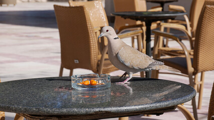 Pigeons steal nuts on the table