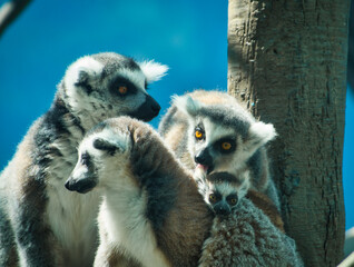 Family of lemurs with baby lemur on the back of its mother, in the zoo of Chapultepec, Mexico City
