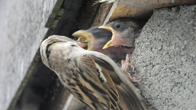 Haussperling (Passer domesticus) 