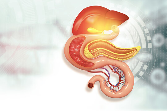 Human digestive system anatomy on scientific background. 3d illustration.