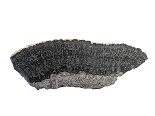 stromatolites fossil of proteobacteria on white isolated.