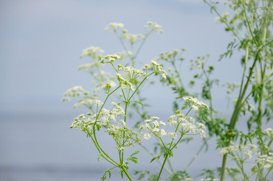 field plant with white small flowers against a background of blue sky