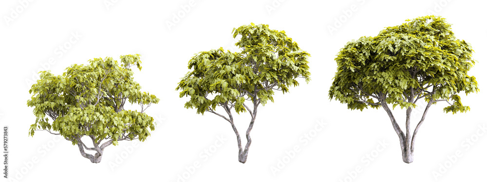Poster tree ficus carica on transparent background.3d rendering png set