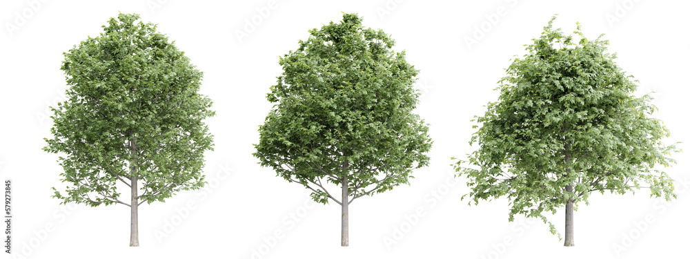 Poster tree fagus sylvatica on transparent background.3d rendering png set