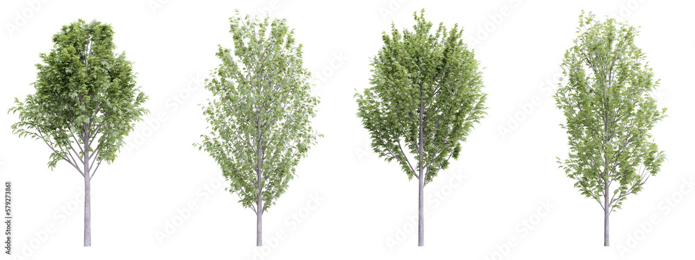 Poster tree fraxinus excelsior on transparent background.3d rendering png set