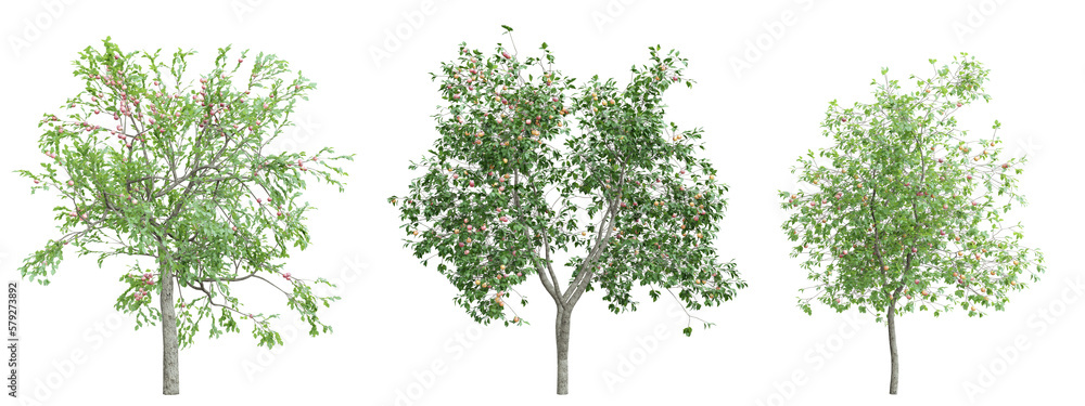 Poster tree malus domestica on transparent background.3d rendering png set
