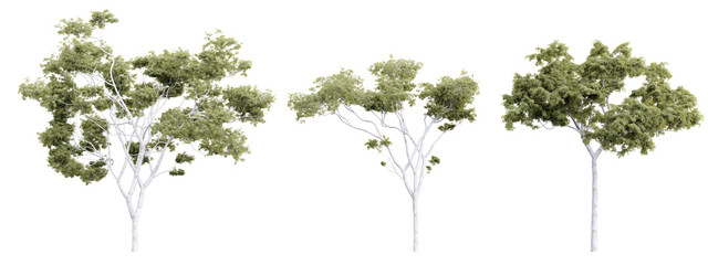 Tree corymbia aparrerinja on transparent background.3d rendering PNG Set