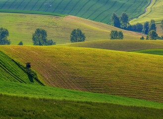 Hilly field. Spring dawn in the field. Quiet morning in a picturesque field. Natural texture. Picturesque abstract landscape