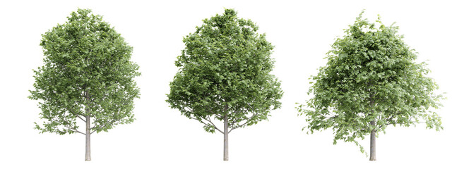 Tree fagus sylvatica on transparent background.3d rendering PNG Set
