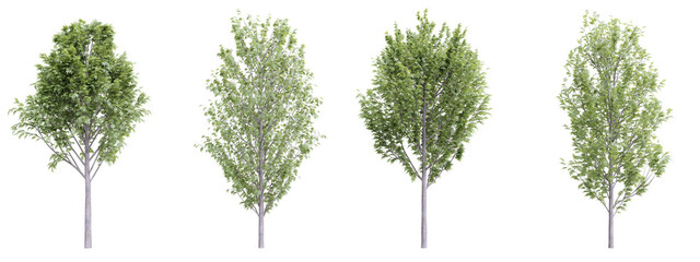 Tree fraxinus excelsior on transparent background.3d rendering PNG Set