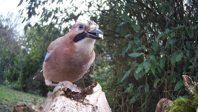 Eichelh&auml;her (Garrulus glandarius) 