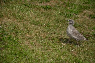 gull chick running on grass