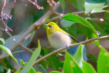 木の実を食べに来た野鳥のメジロ