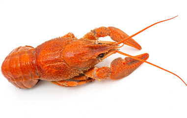 boiled red crayfish on a light background