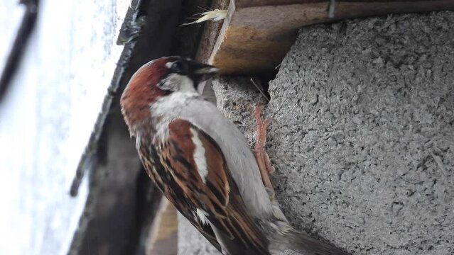Haussperling (Passer domesticus) 