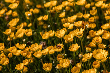 yellow daisy with honey  in the field