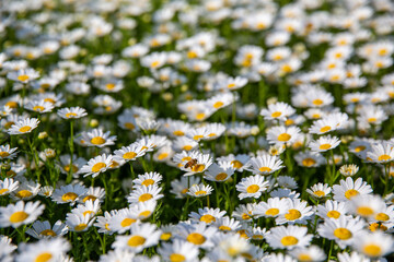 white daisy with honey bee in the flied
