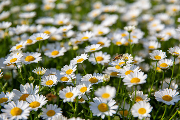 daisies in a field