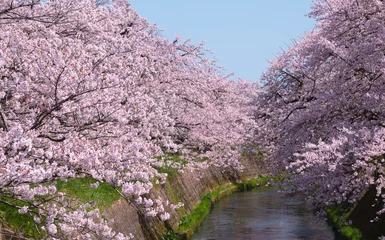 Gordijnen Cherry blossom trees along the river in Toyama, Japan.  川沿いの桜並木  富山県高岡市 © Kana Design Image