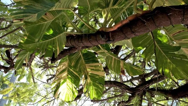 Delicious monster plant grows up a tree trunk in the Caribbean