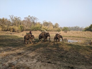 Men riding an elephant in forest