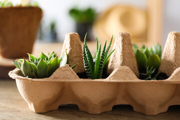 Growing plants in egg box, creative way to grow plants
